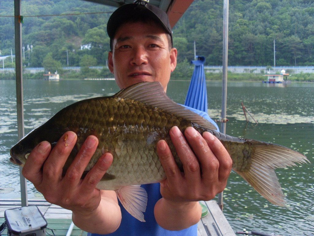 세좌대에서 4짜가 세마리.