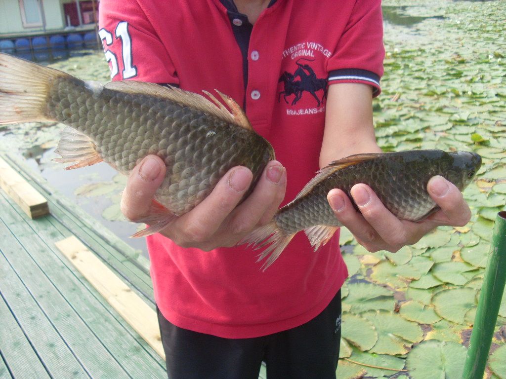 6월의 마지막 조황 입니다.