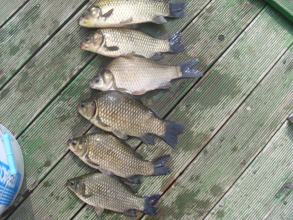 공짜로 12,000원짜리 찌를 드리겠습니다.