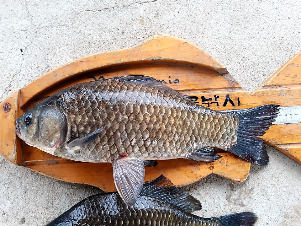 KakaoTalk_20180611_101418462.jpg