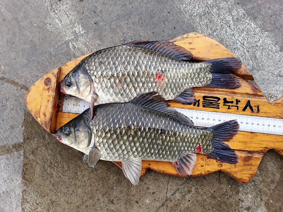 KakaoTalk_20180614_085119350.jpg
