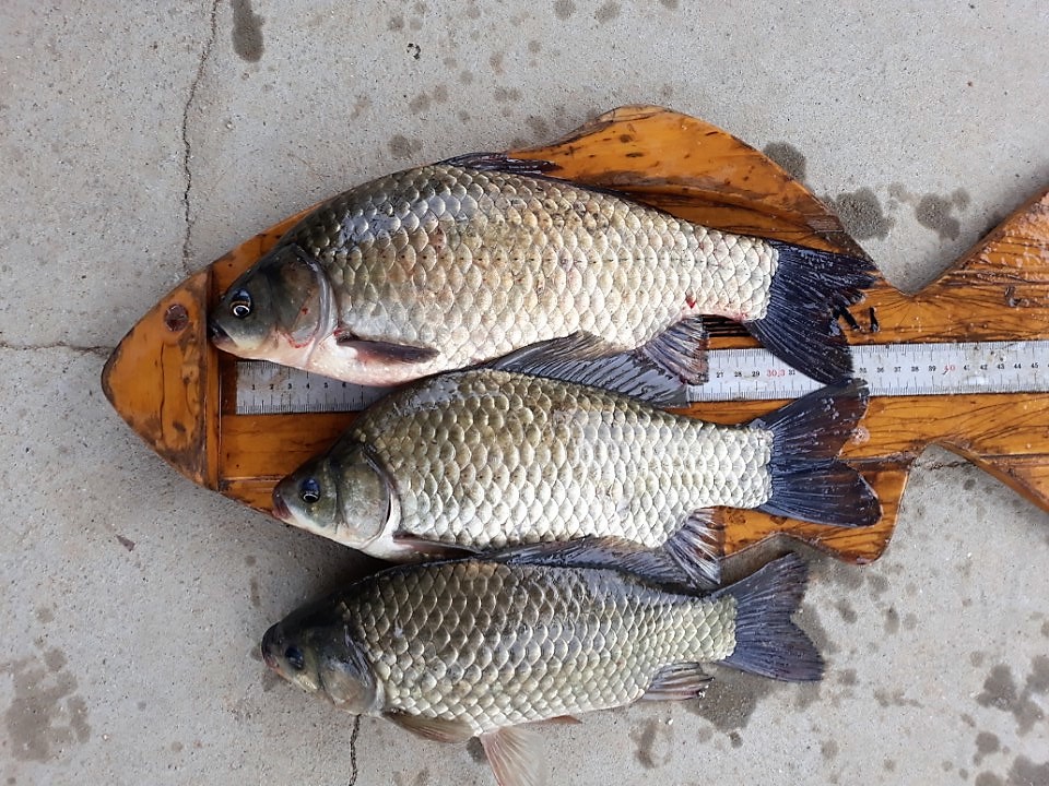KakaoTalk_20180628_085613476.jpg