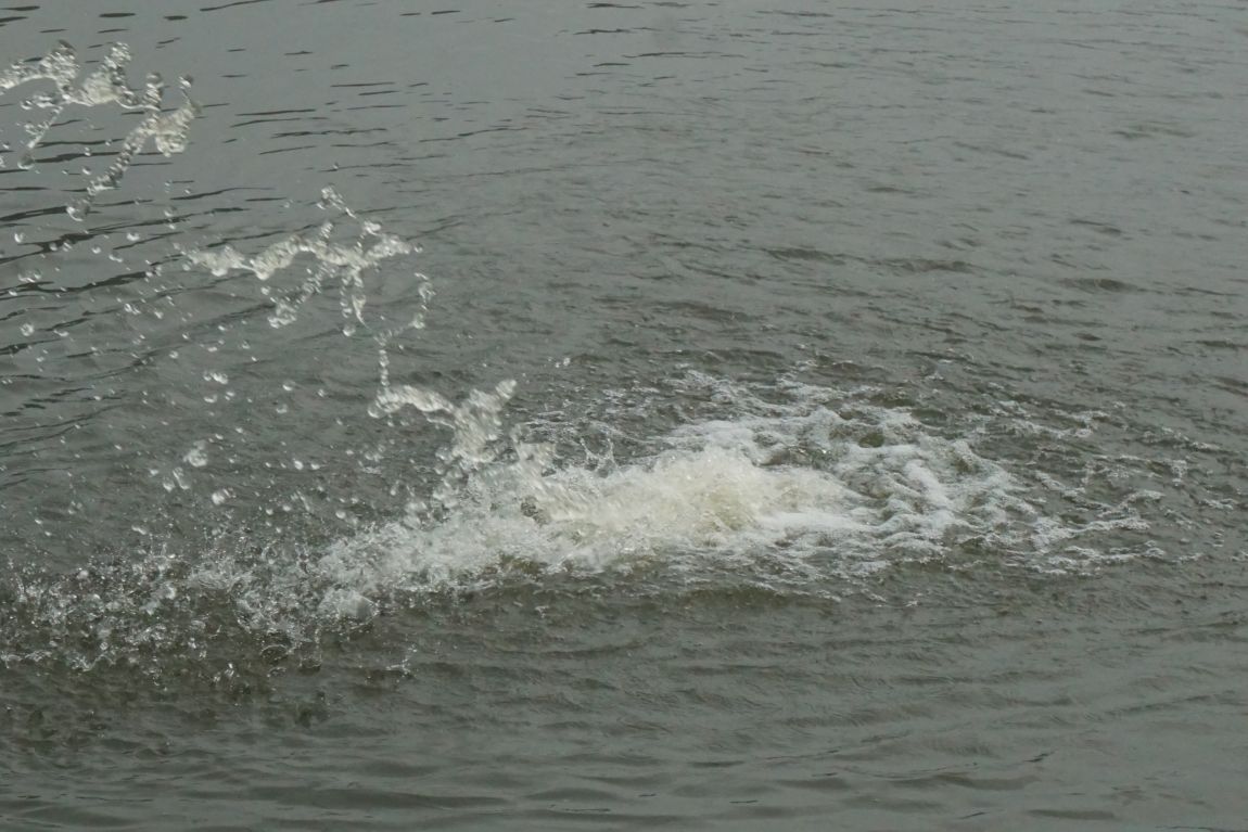 DSC00879.JPG