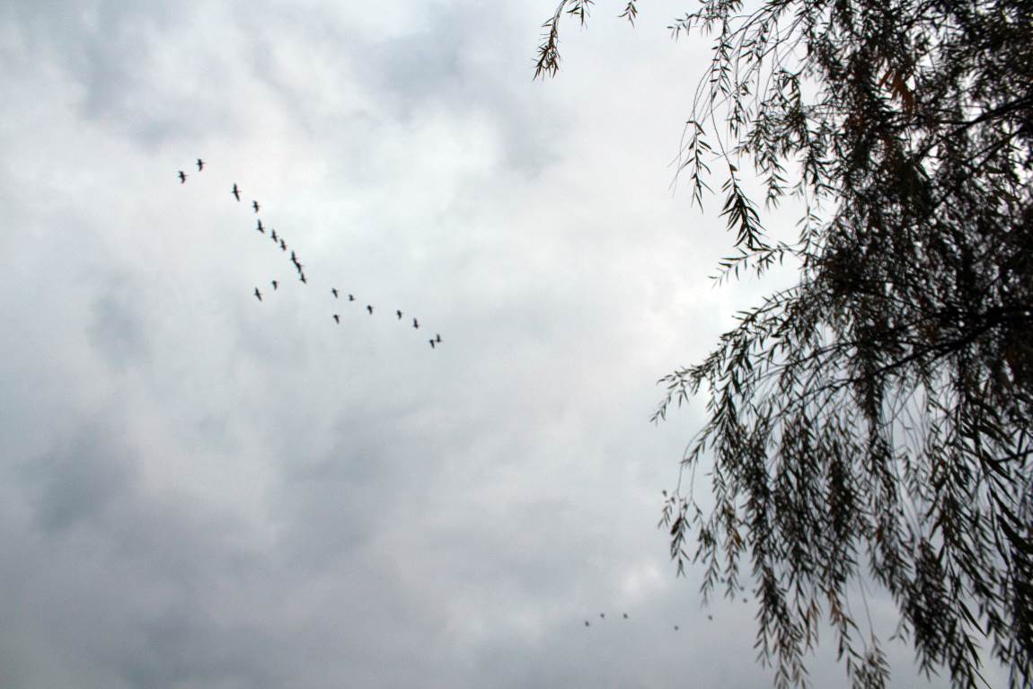 rlfjrl-1.JPG