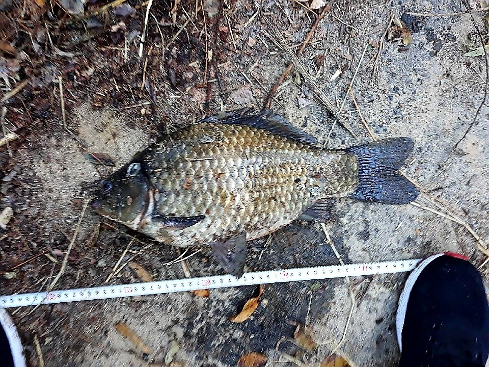 KakaoTalk_20181111_081258748.jpg
