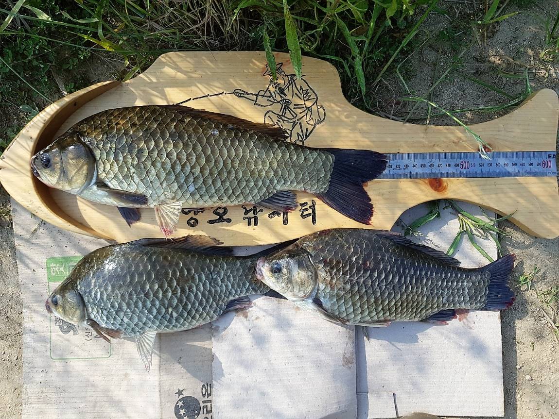 KakaoTalk_20190603_083353884.jpg