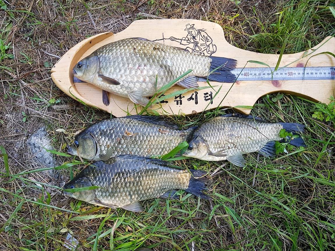 KakaoTalk_20190603_083354356.jpg