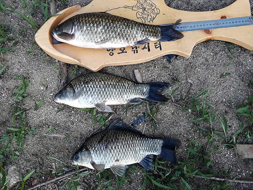 KakaoTalk_20190617_111630937.jpg