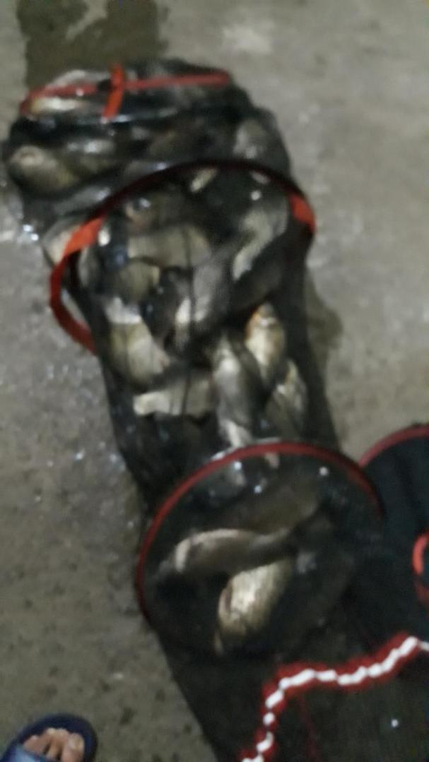 Resized_20190710_041351_2640.jpeg