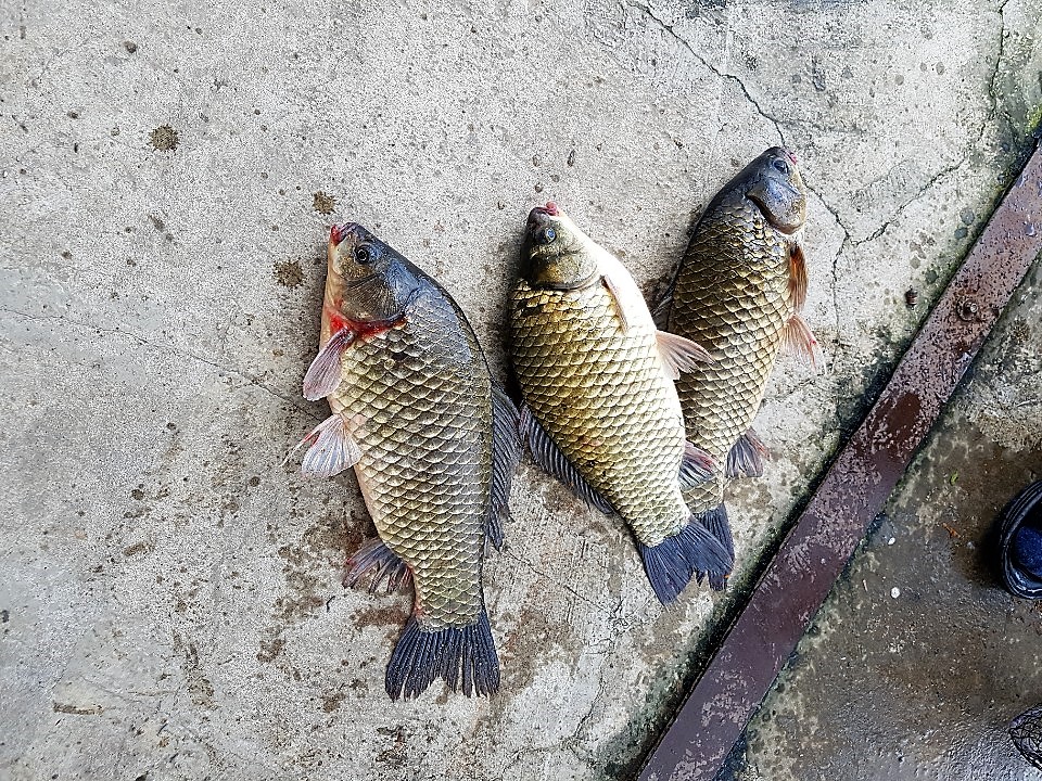 KakaoTalk_20190802_153615274.jpg