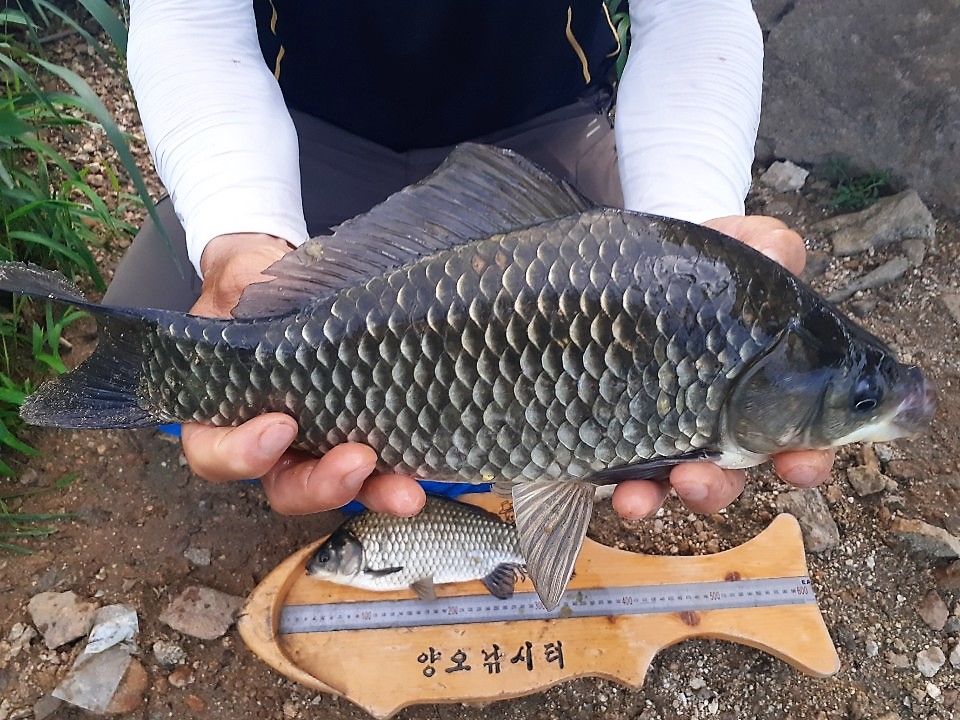 KakaoTalk_20190802_155929138.jpg