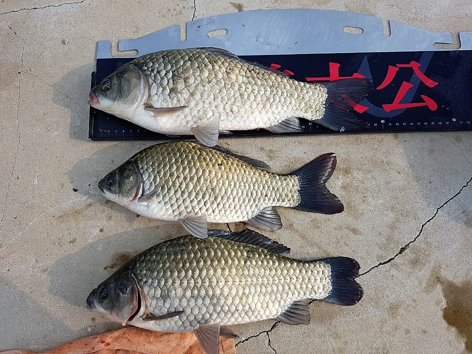 KakaoTalk_20190820_154111098.jpg