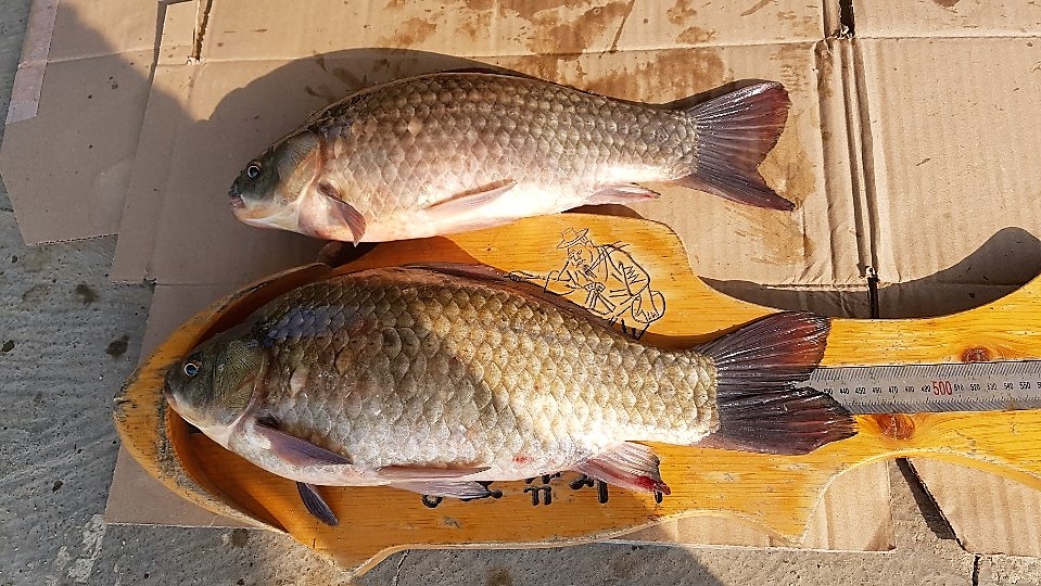 KakaoTalk_20190820_154302544.jpg