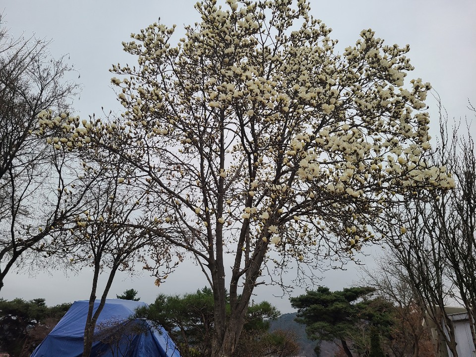 KakaoTalk_20200402_103712472 - 복사본.jpg