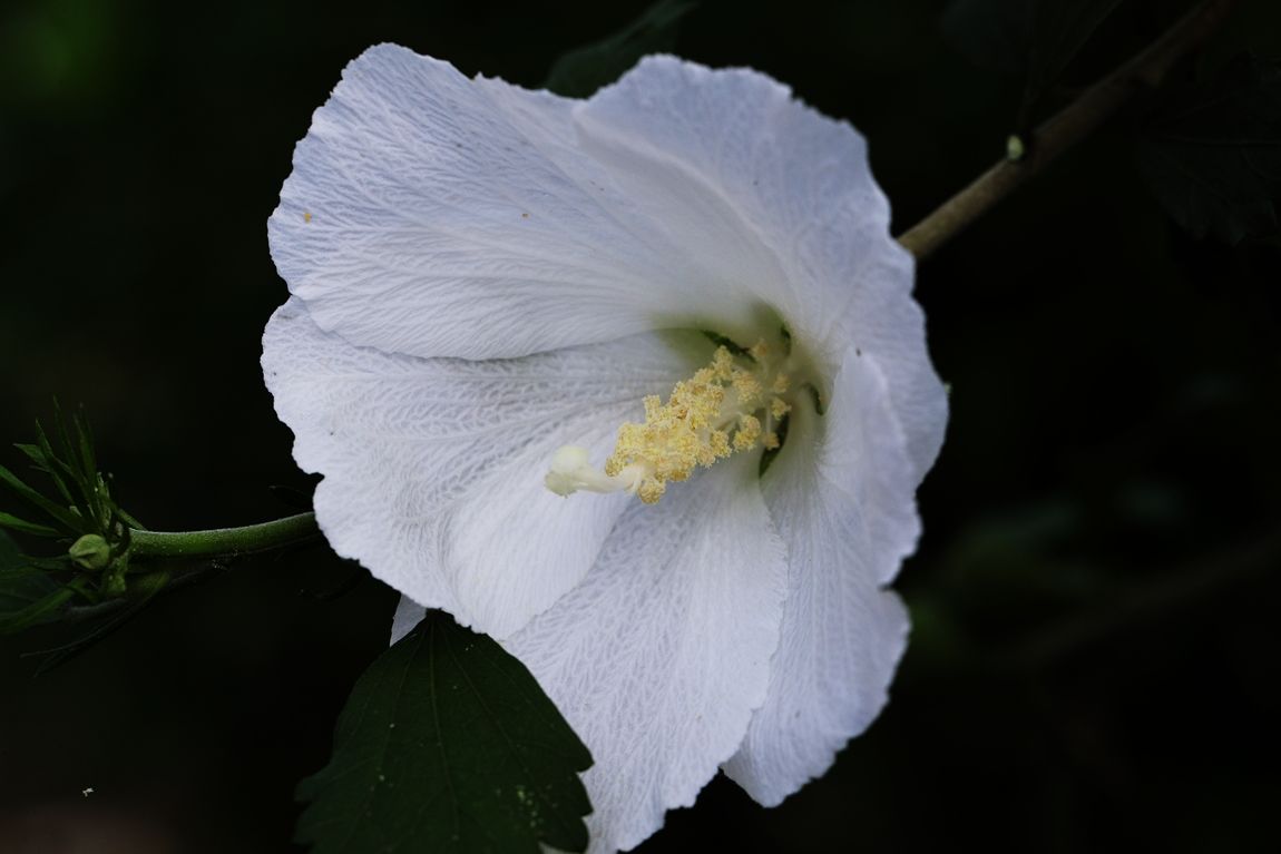 A16I5718.JPG