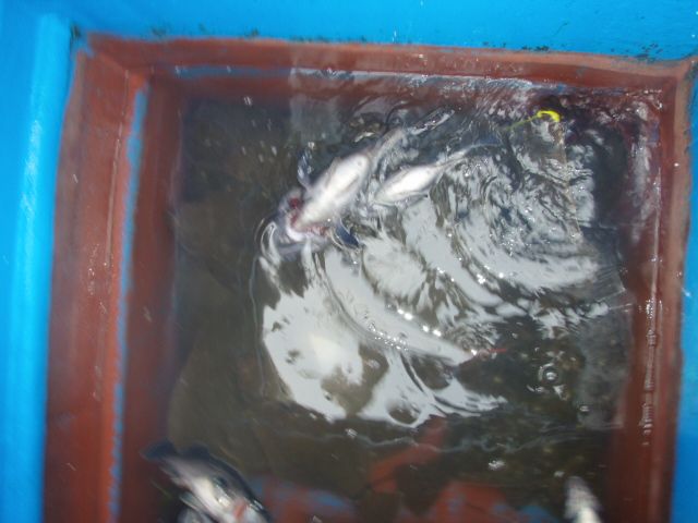 P1010014.JPG