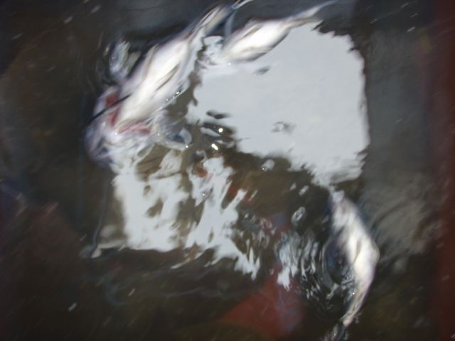 P1010015.JPG