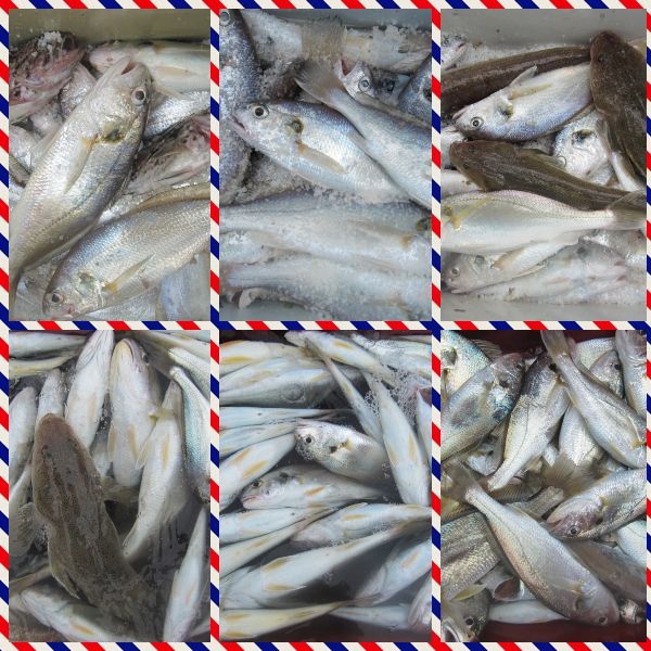 바다사랑닷컴
