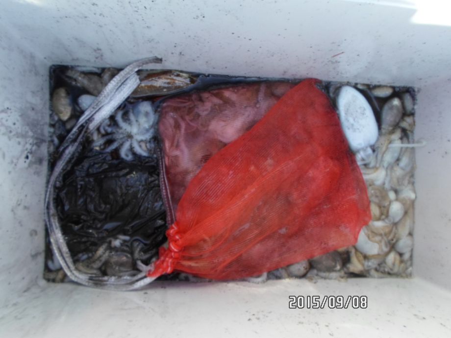 오천 회변항 쭈꾸미 낚시 조황/조나단호(9월 8일)