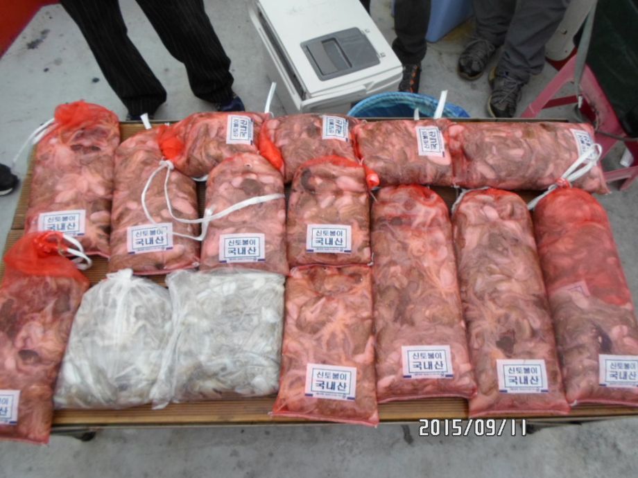 오천 회변항 쭈꾸미 낚시 조황/조나단호(9월 11일)