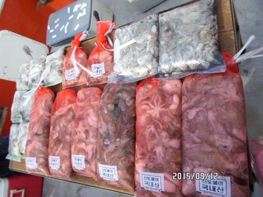 오천 회변항 쭈꾸미 낚시 조황/조나단호(9월 12일)