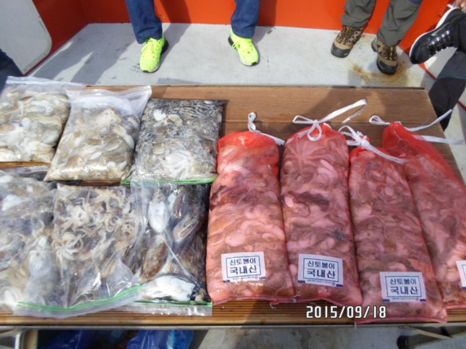 오천 회변항 쭈꾸미 낚시 조황/조나단호(9월 18일)