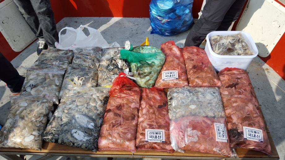 오천 회변항 쭈꾸미 낚시 조황/조나단호(9월 20일)