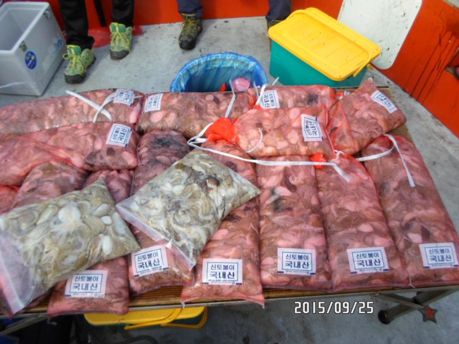 오천 회변항 쭈꾸미 낚시 조황/조나단호(9월 25일)