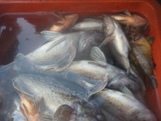 DSCF1389.JPG