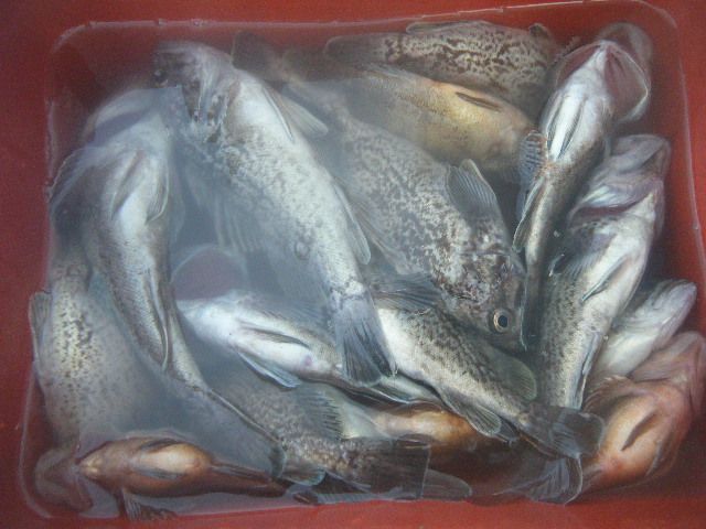 DSCF1388.JPG