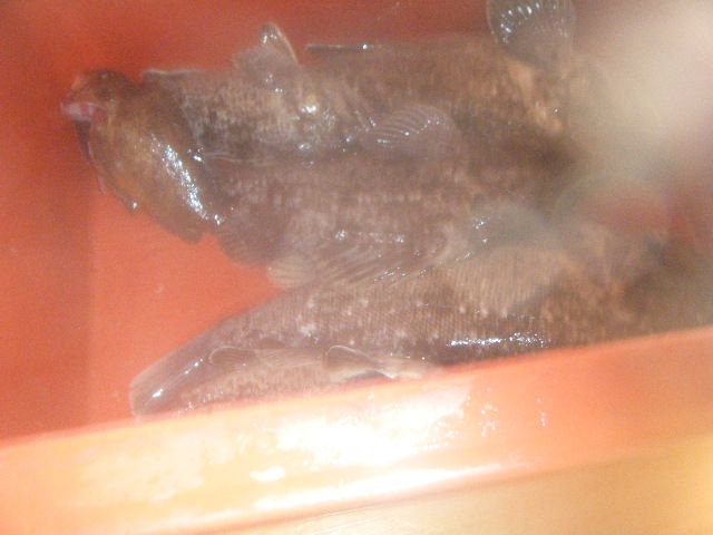 DSCF1387.JPG