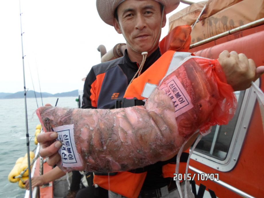 오천 회변항 쭈꾸미,갑오징어 낚시 조황/조나단호(9월 7일)
