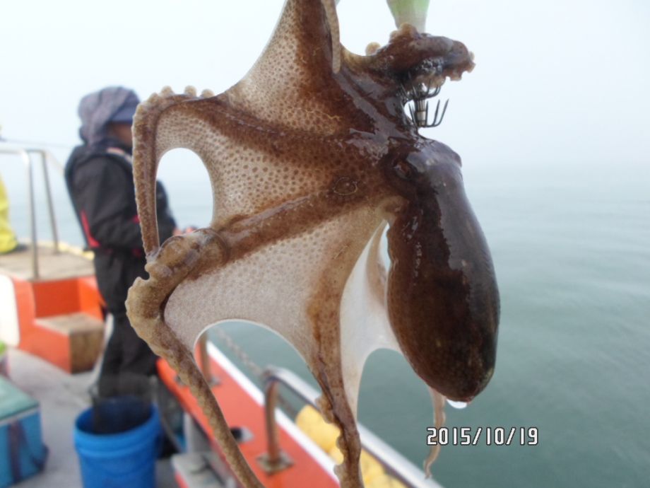오천 회변항 쭈꾸미,갑오징어 낚시 조황/조나단호(10월19일)