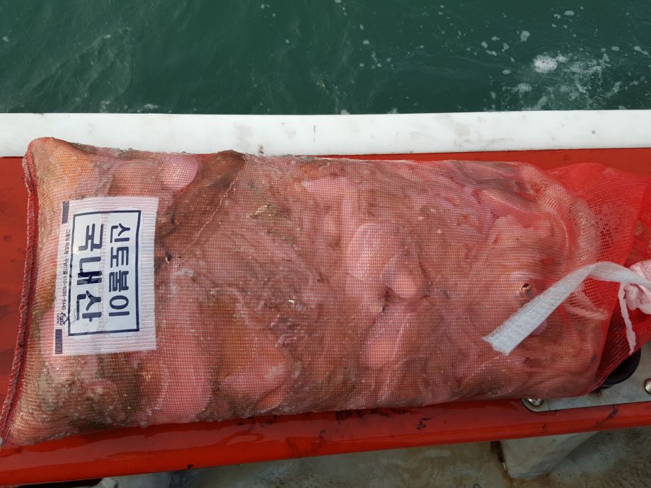 오천 회변항 쭈꾸미,갑오징어 낚시 조황/조나단호(10월21일)