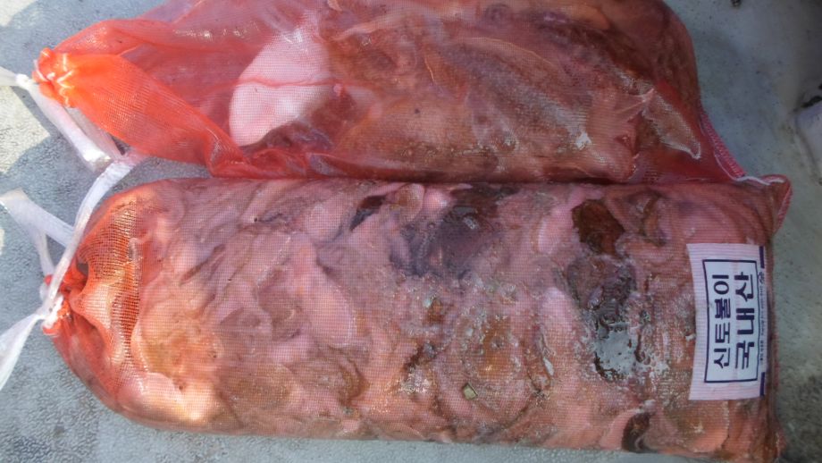 오천 회변항 쭈꾸미,갑오징어 낚시 조황/조나단호(11월5일)