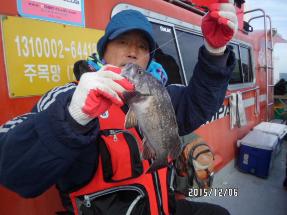 오천 회변항 외만 우럭 다운샷.생미끼 조황 12월6일