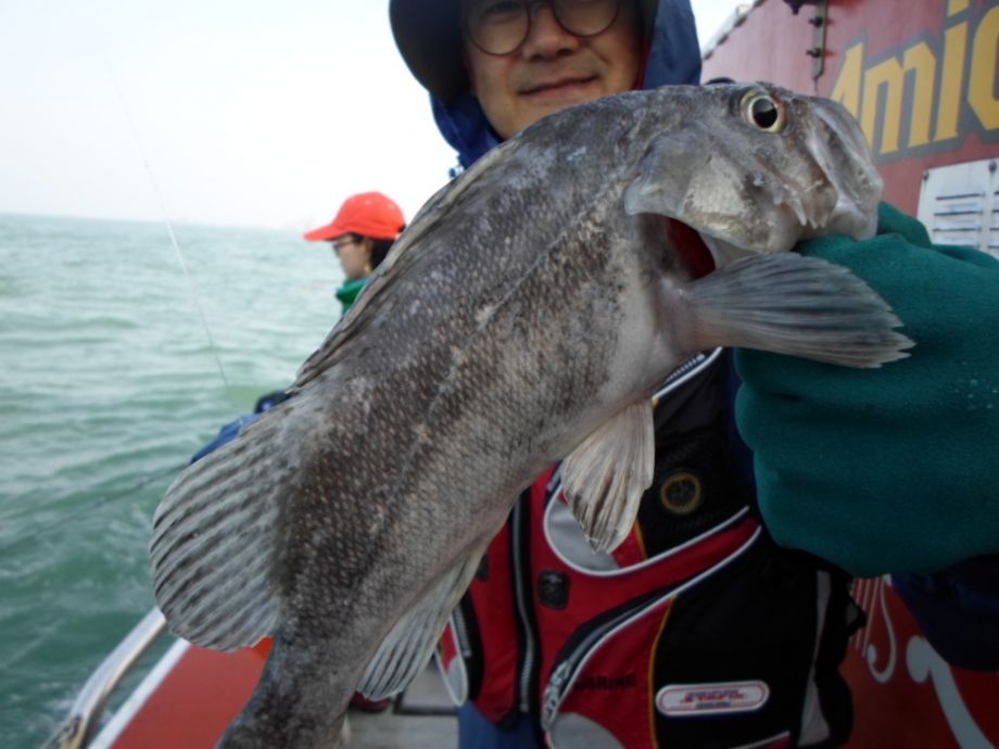 오천 회변항 2016년 중외만 우럭 생미끼 탐사 조황 3월19일