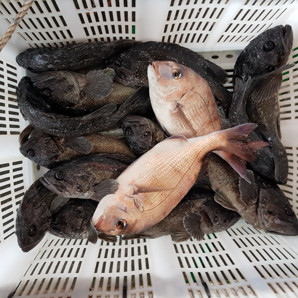 당진12월7일조황 : 낚시사랑