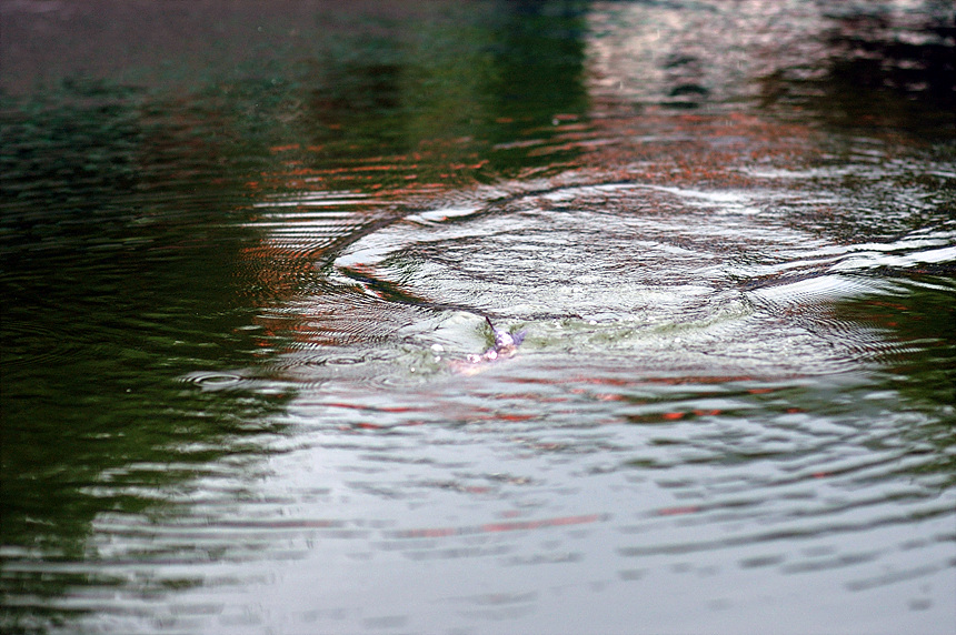 35�� ����