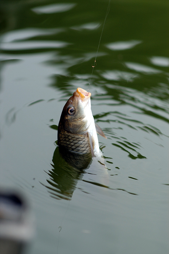 36�� ����