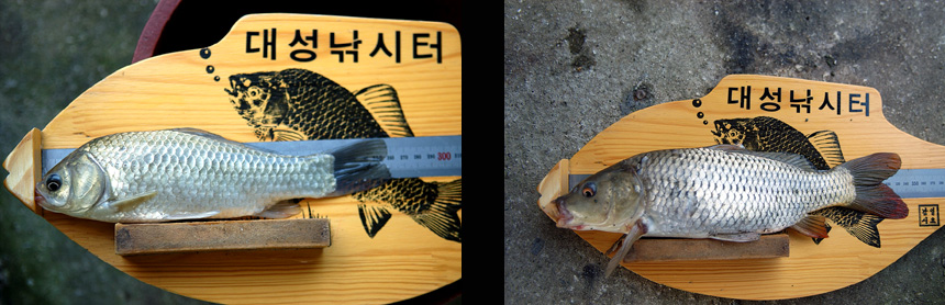 42�� ����