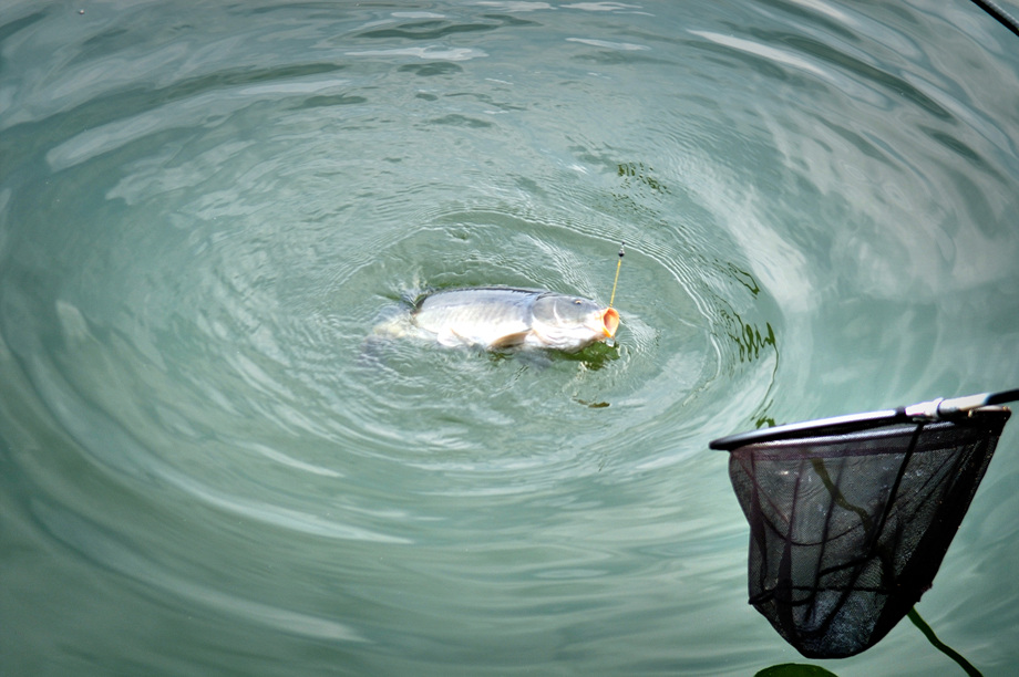 36�� ����