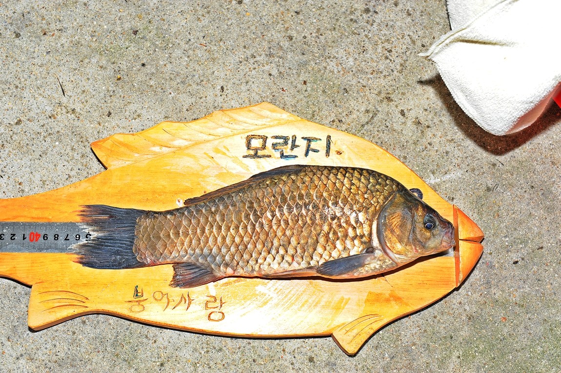 46.JPG