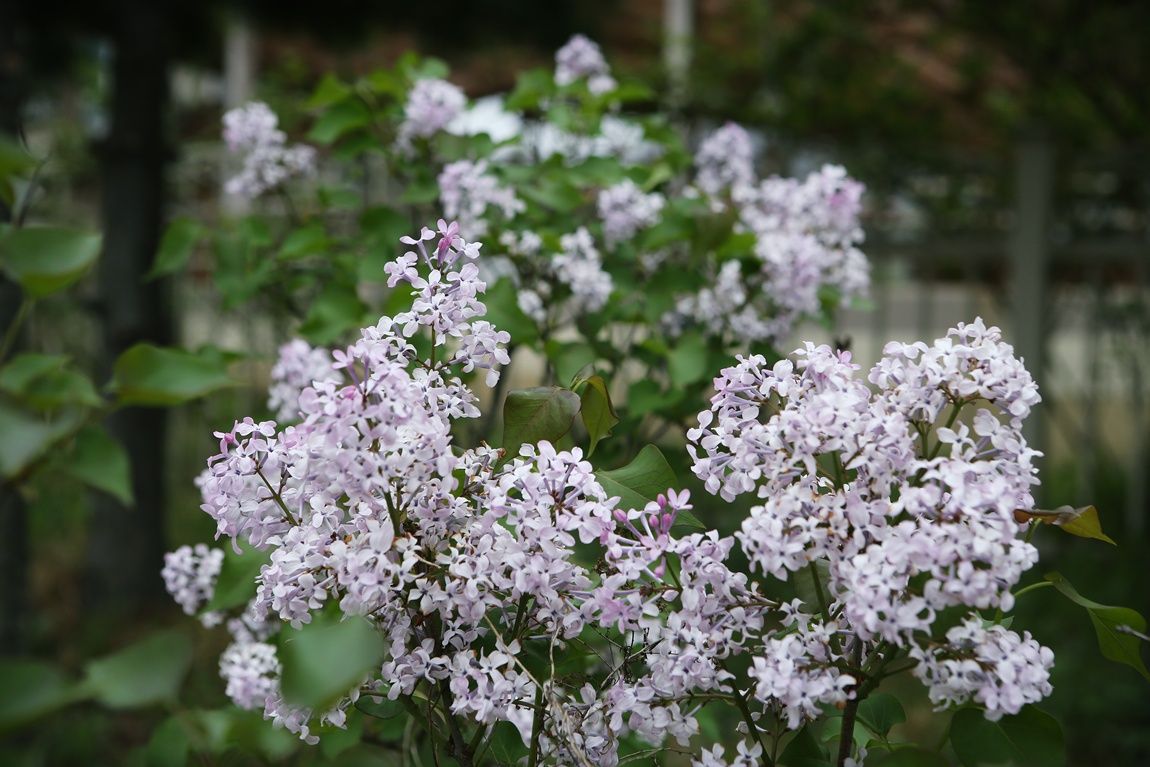 3A6A0541.JPG