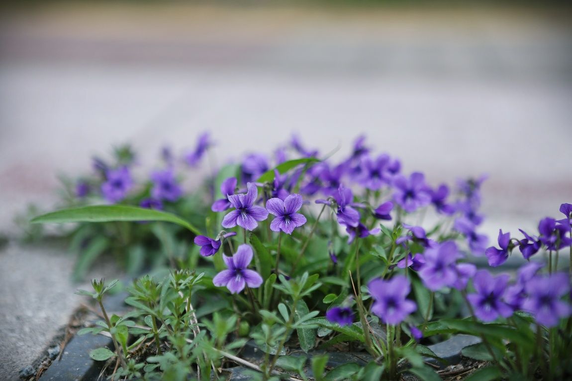 3A6A0550.JPG
