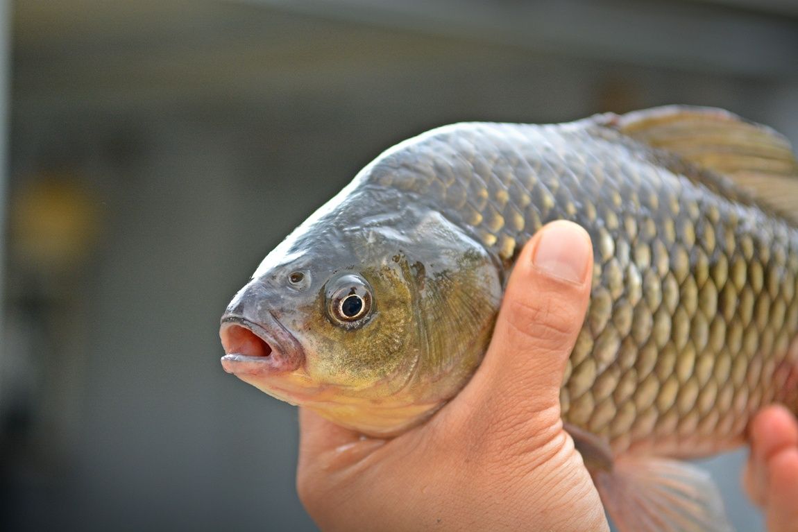 56.JPG