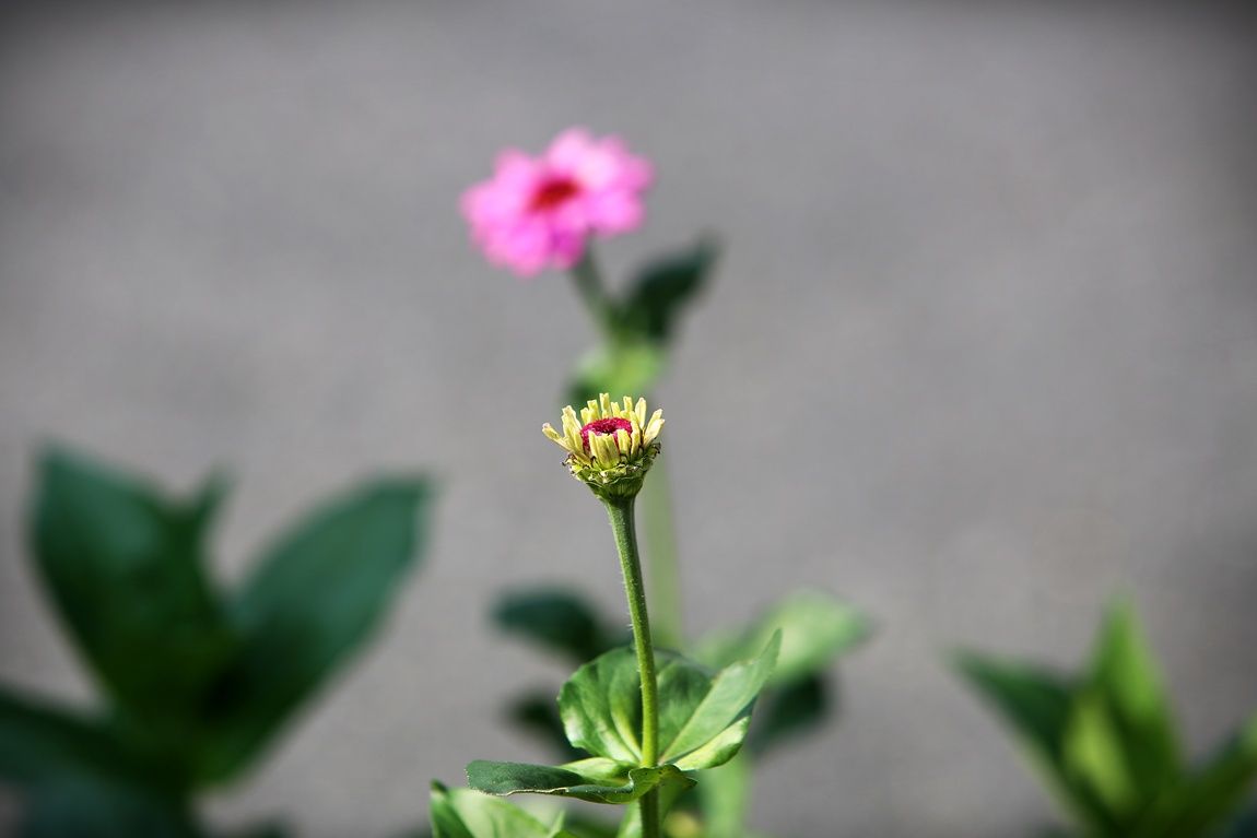 3A6A3680.JPG