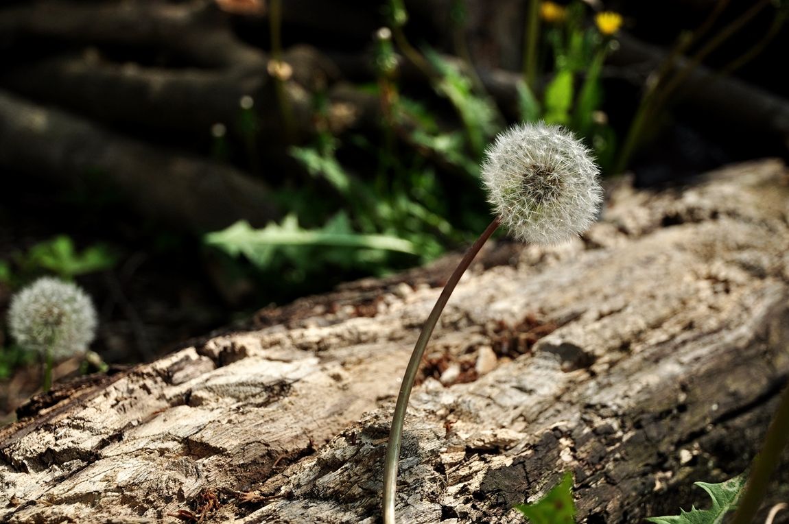 DSC_0023.JPG