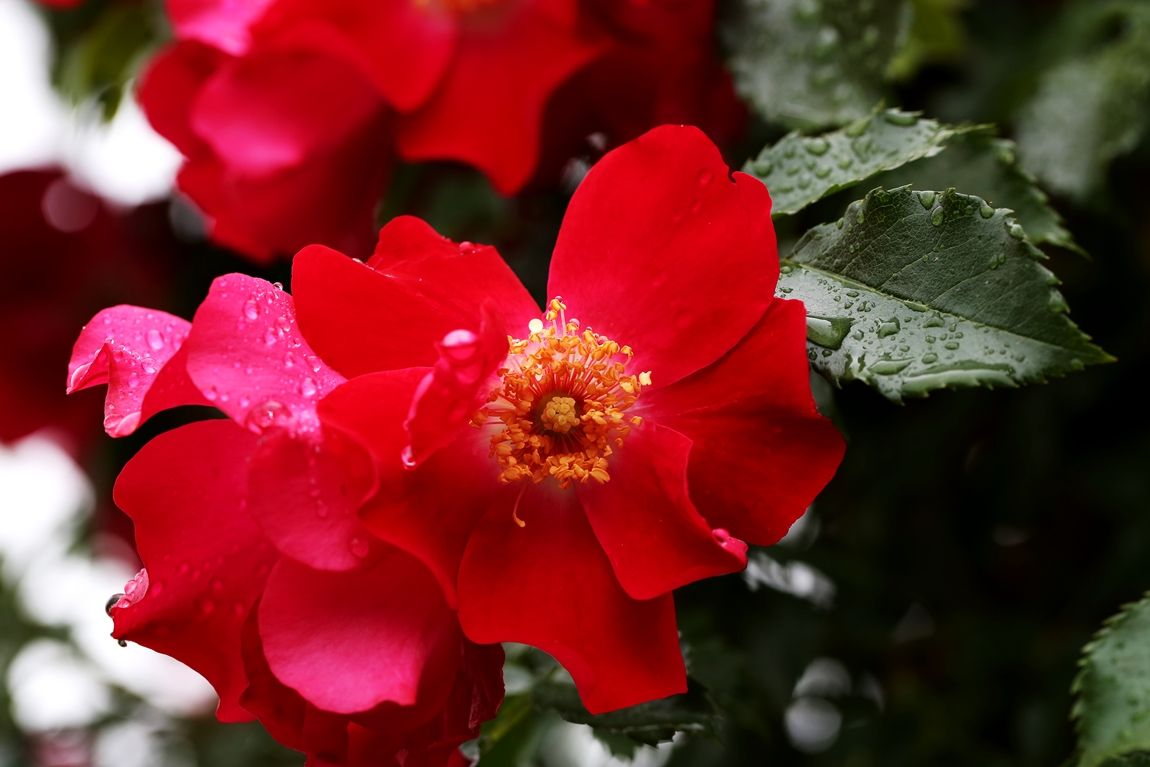 3A6A6912.JPG