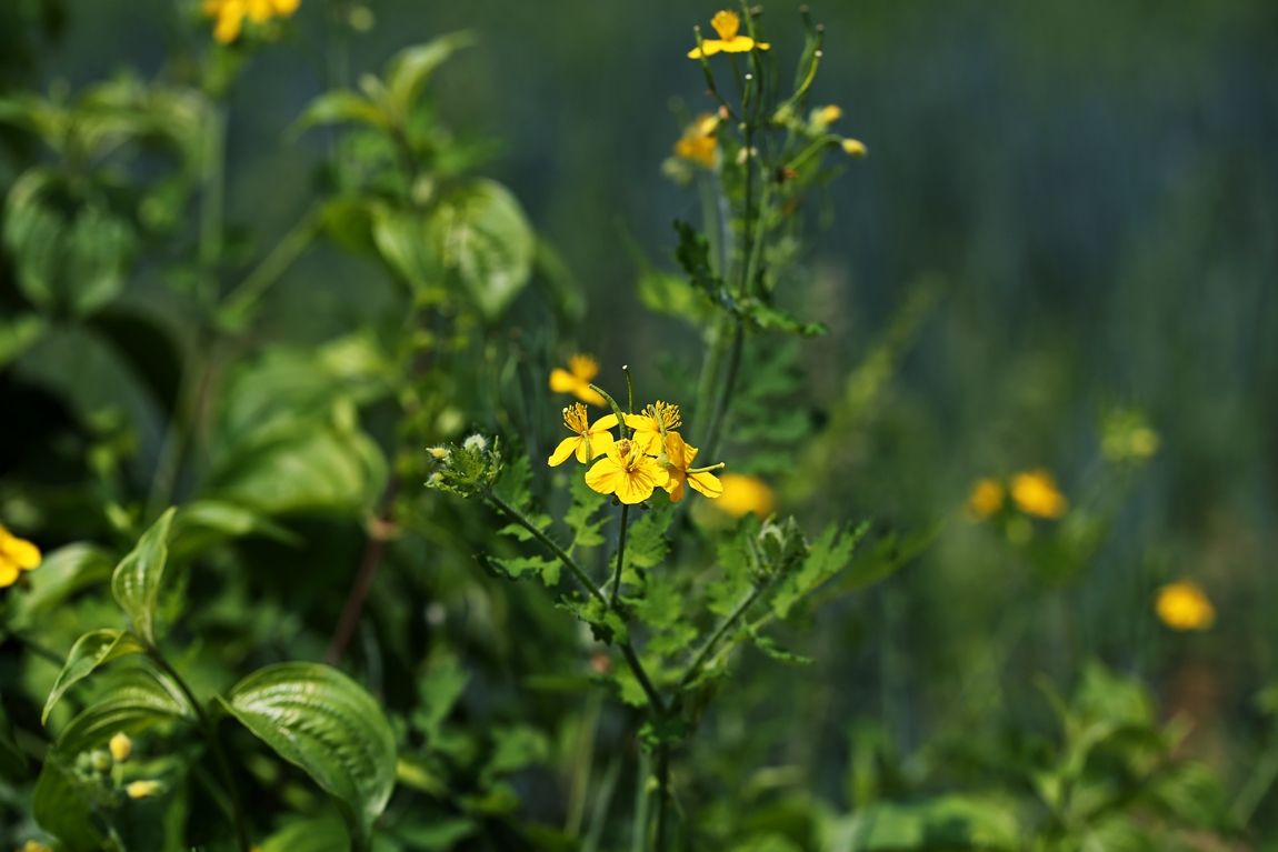 3A6A7152.JPG